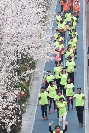 5000人一起徒步看樱花？！人从众，花美，人更美！
