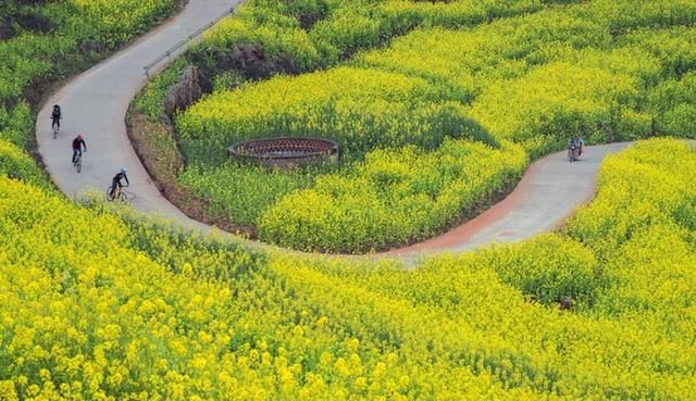 大四川七彩花海要美炸了？最新赏花地图在此，请收好！