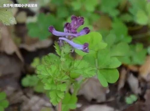 农村这种野草开花很臭，羊吃几片叶子就会中毒，但它能治湿疹