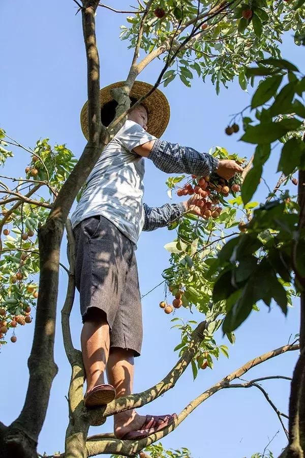 博罗荔枝清甜爽口价格亲民，到这些地方采摘就对了！