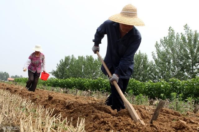 夏玉米怎么种植能高产？播种时有哪些注意事项？