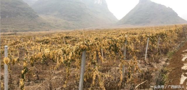 百香果种植成功之前的7问