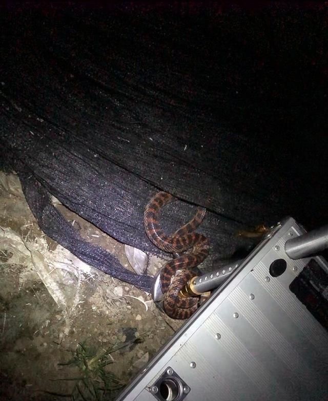 夜钓,近距离遭遇一条赤练蛇,钓台我不要了,赤练兄让我回去好吗