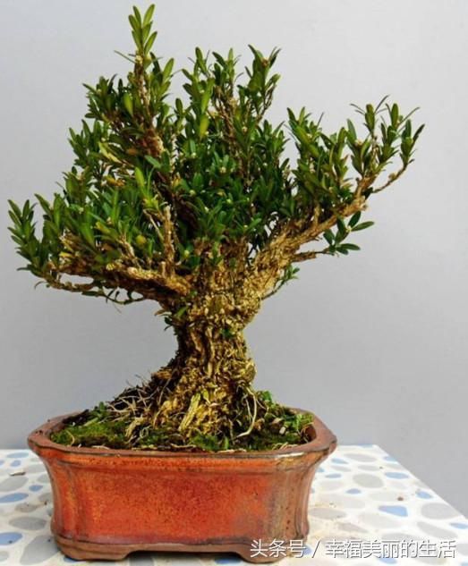 梦境之谜，解析梦见一群陌生人来从家里拿盆栽走的深层含义