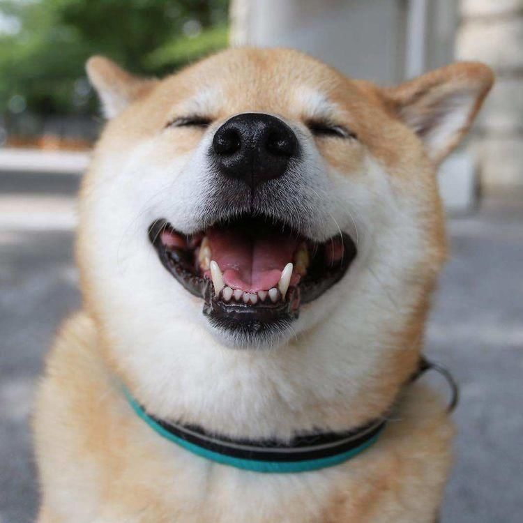 主人让柴犬叫醒儿子,却迟迟不见他们出来,主人进去之后看完笑了