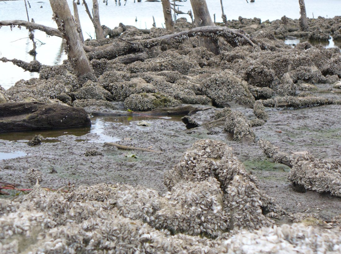 实拍北美五大湖区被“外来生物”入侵，当地渔民看见都愣住了