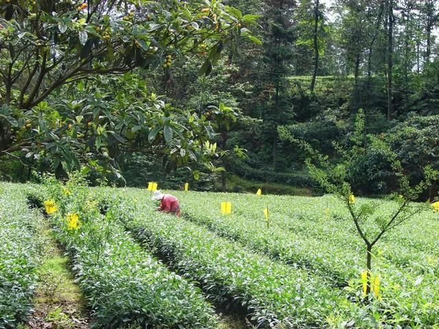 比都江堰还牛！成都南边这个小城，美景美食冷门到极致，1.5h到！