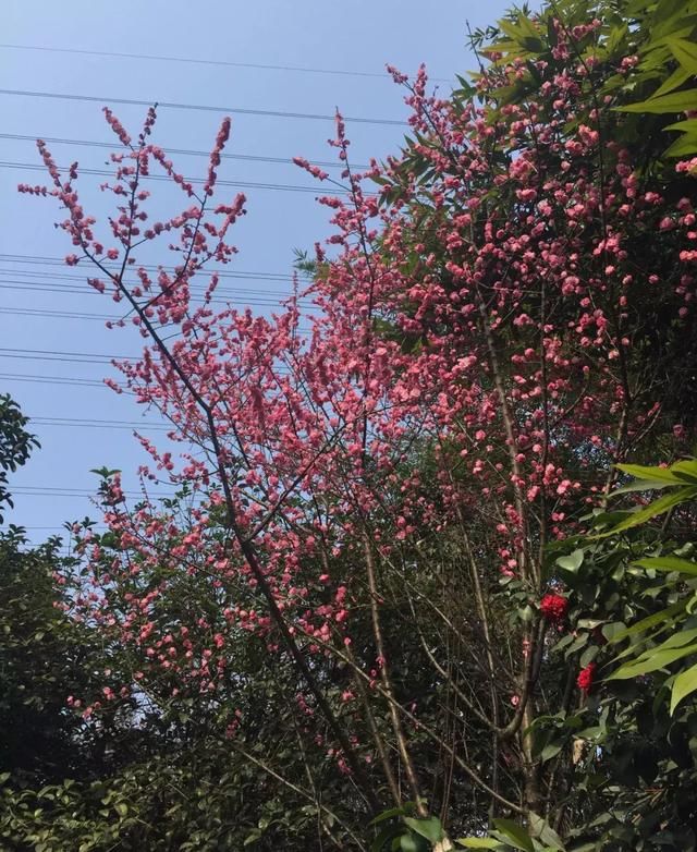 莫负三月好春光！重庆这些私藏的花海胜地，赏花晒太阳约起！