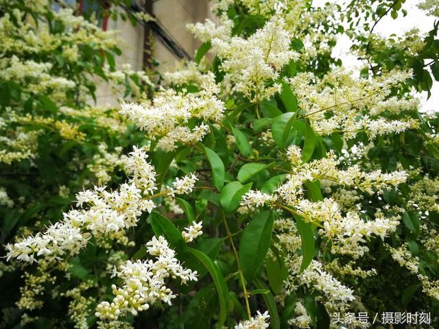 花卉欣赏：暴马丁香，花香扑鼻，寺院多以此替代菩提树