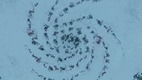 权力的游戏第八季第3集夜王死了 与人类展开殊