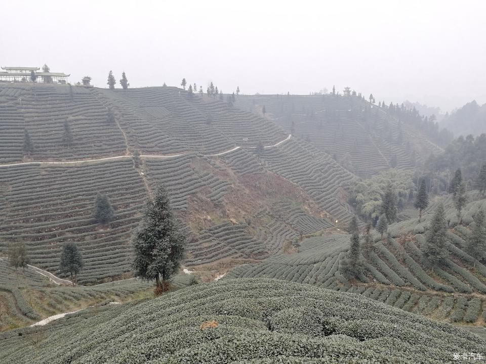 参观牛碾坪万亩观光茶