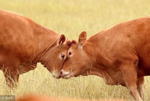 61年、73年属牛的人注意了，6月运势处下等，大师为你献良计！