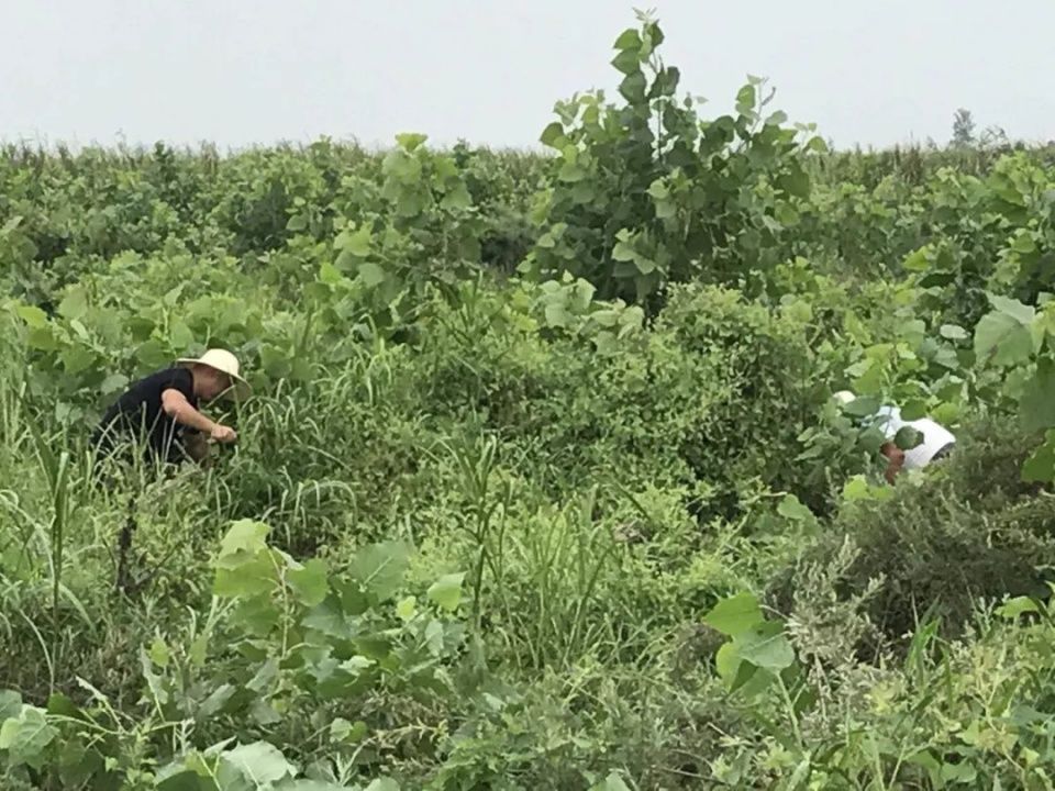 沅江为保护洞庭湖湿地这么拼…连央视《新闻直