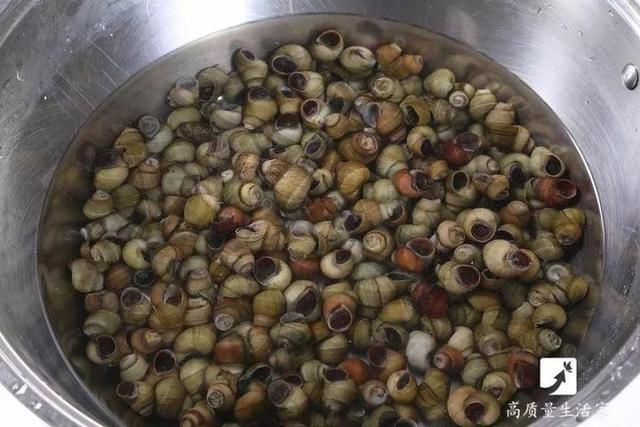 2分钟让蛤蜊蛏子速度把沙土吐干净,赶紧学起来!