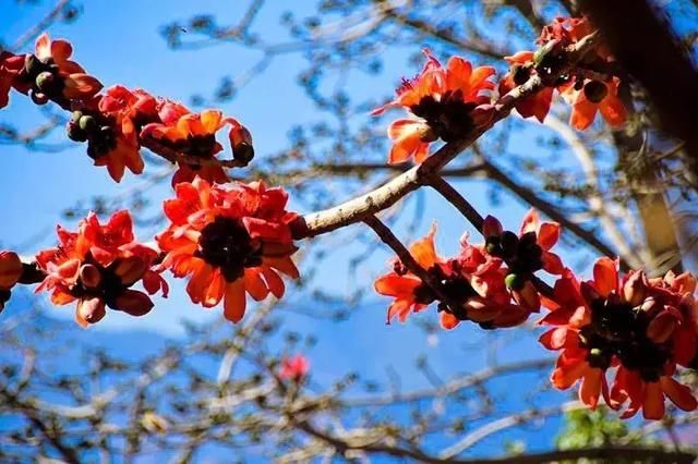 3月，美的不仅是丽江，更是丽江旁边的这座小城！