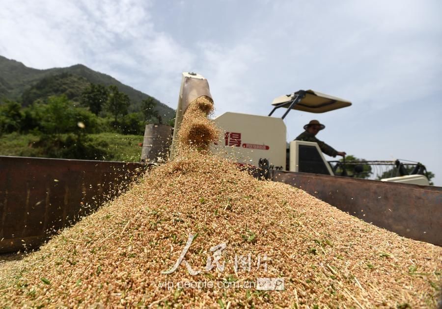 西安:秦岭山地抢收小麦