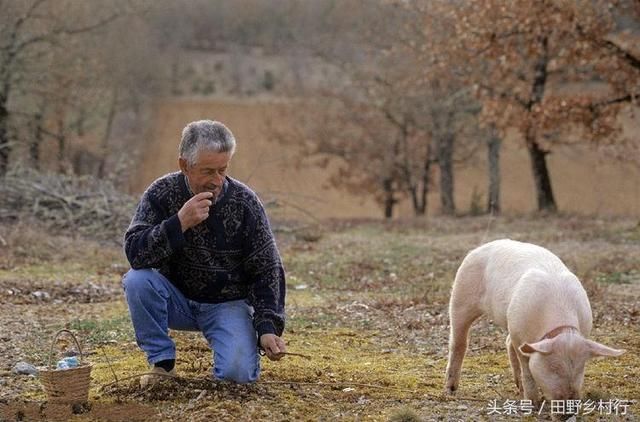 农村这种蘑菇，又丑又难闻，价格却十分昂贵，你家乡有吗？