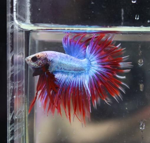 【简介】既漂亮又好养的观赏鱼泰国斗鱼
