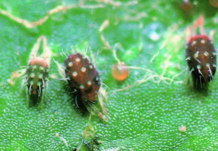 螨虫一步步侵蚀你的脸?家家厨房都有的它