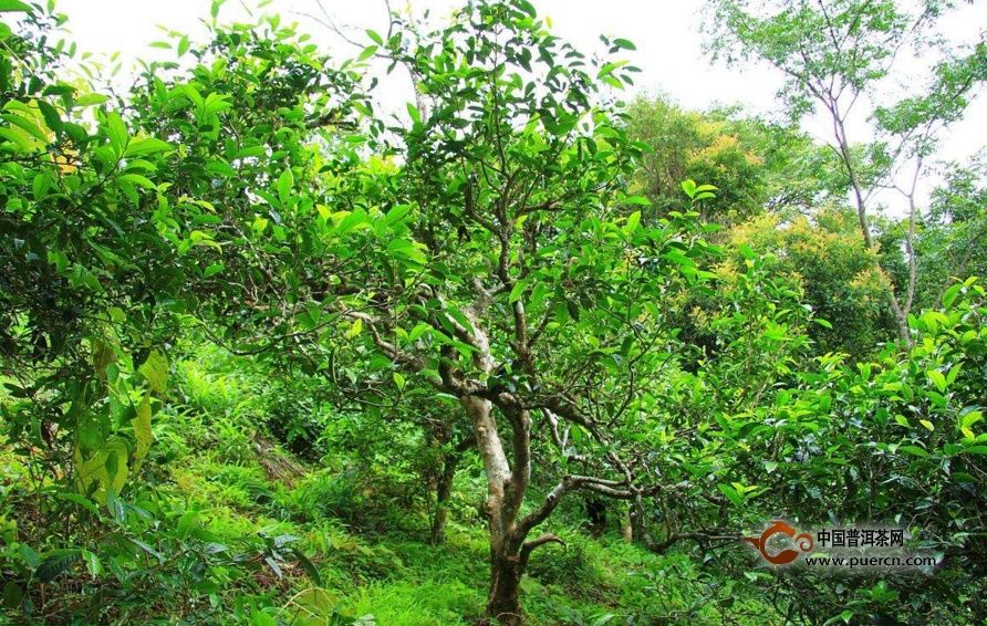 认识最全古茶山分分钟成普洱茶行家