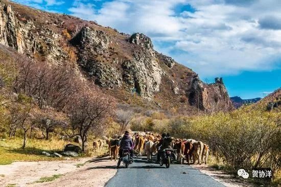 金秋赤峰赛罕乌拉美如仙境，简直是内蒙草原牧民的七彩天堂