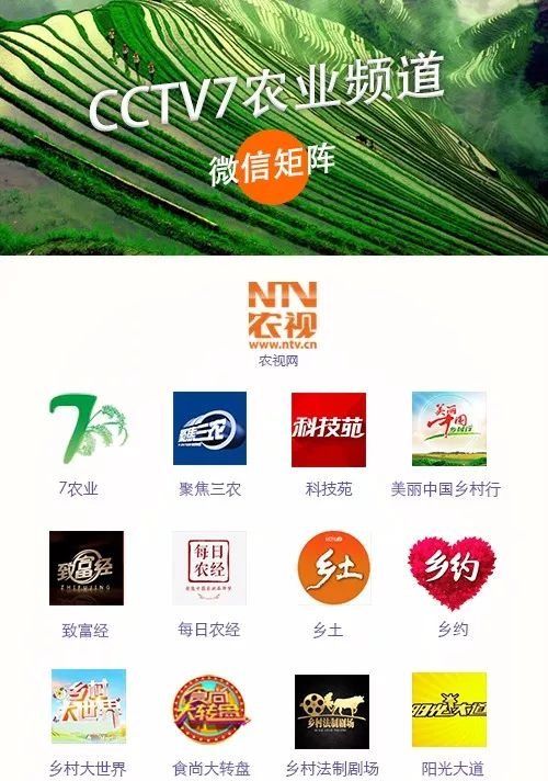 台湾凤梨“价崩”,82岁老农赔千万,追问原因:眼泪要下来了