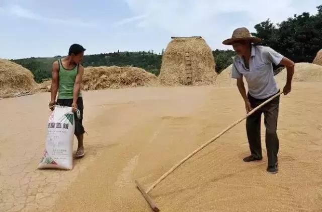 过去麦收的老照片，全是满满的回忆！