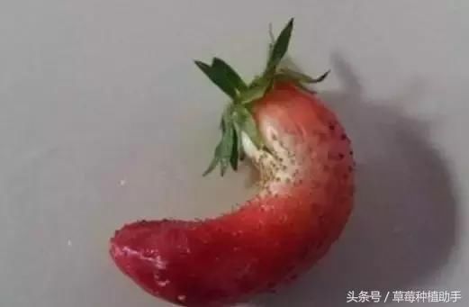 揭秘香蕉草莓!到底是什么品种?为何长的像香蕉