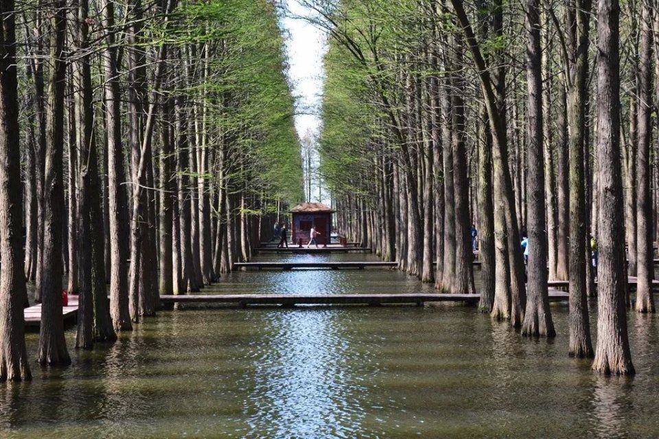 在江苏腹地 竟深藏着一处宛如亚马逊雨林的秘境之地……