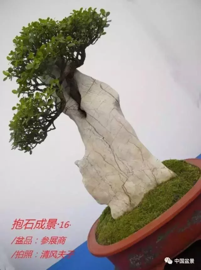 欣赏典雅新奇抱石盆景,学习抱石盆景制作技巧 - 武汉老徐 - 武汉老徐的博客 欣赏典雅新奇抱石盆景,学习抱石盆景制作技巧 - 武汉老徐 - 武汉老徐的博客