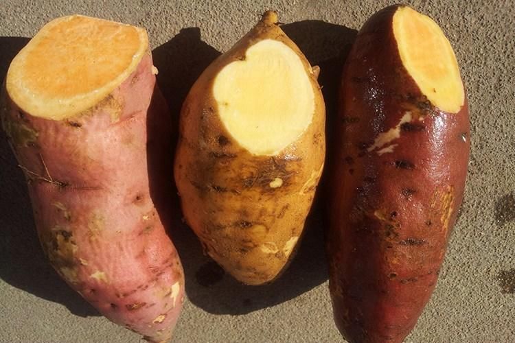 夏季钓鲤鱼别买商品饵了 巧用红薯垂钓渔获多