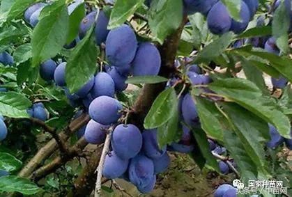 西梅规模种植可行性分析报告