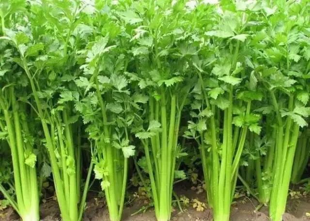 端午过节带啥青岛特产回家?最后一条把父母乐