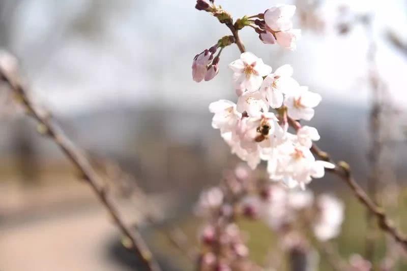尧京，不仅仅是酒庄，还有春日的乡愁