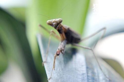 昆仑山螳螂人是真的吗,螳螂人肌肉比铁还硬(真