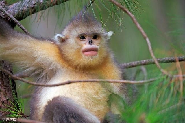 生肖猴：一定“不要惹”，6月财来挡不住，金山银山进家门！