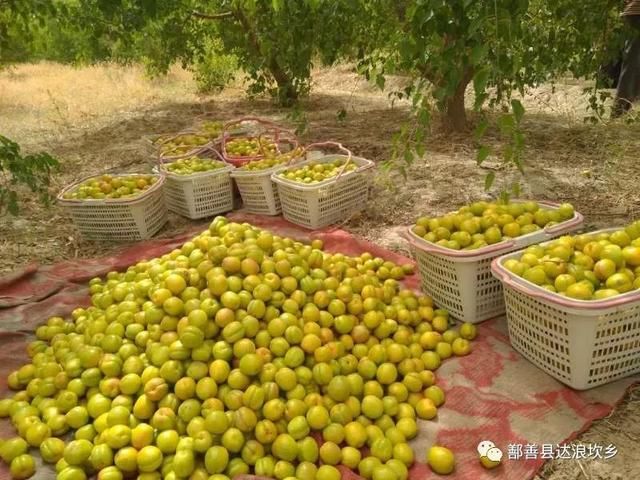 多汁!味甜!达浪坎杏子熟啦