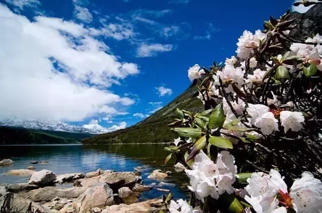 大四川七彩花海要美炸了？最新赏花地图在此，请收好！