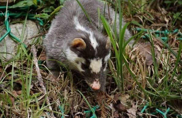 你知道农村还有什么行业可以赚钱的吗?