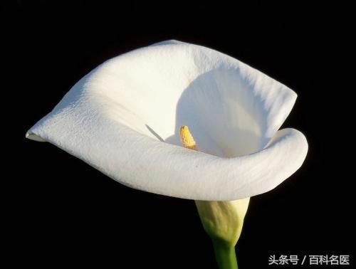 这3种花再好看也不能养在家里!夹竹桃有剧毒为啥还种植?