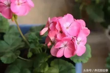 这7种花剪个叶子就能种活！你有养吗？