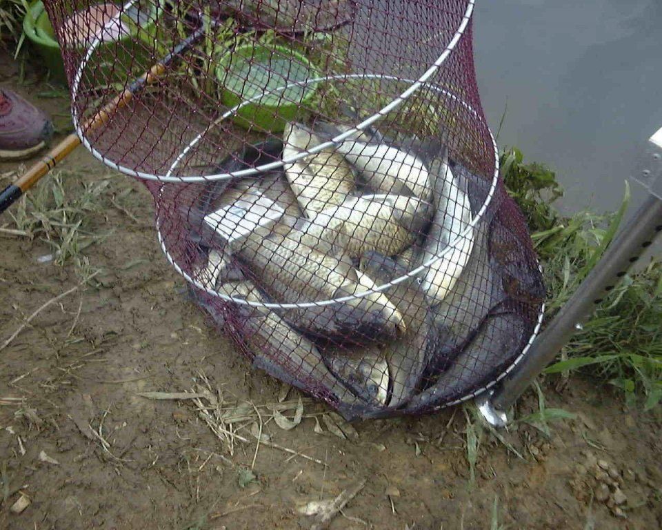 钓鱼这样用菜籽饼，爆护很轻松