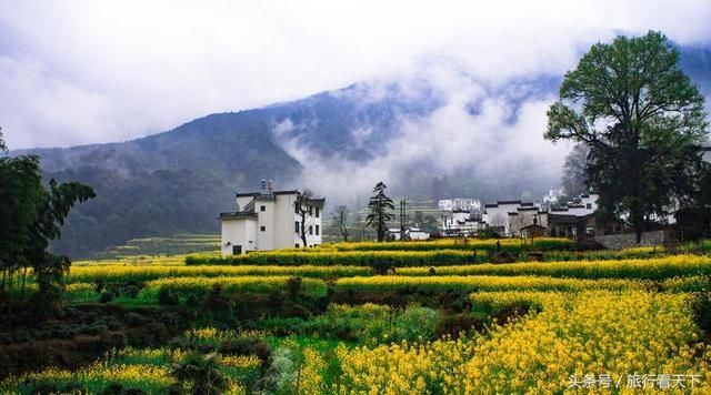 3月油菜花开，这9个地方有全中国最美的花海，你最想去哪个