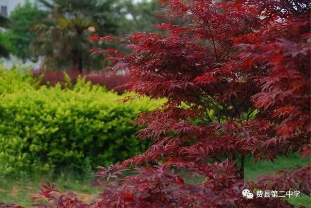 花树简谱_鸡蛋花树图片(2)