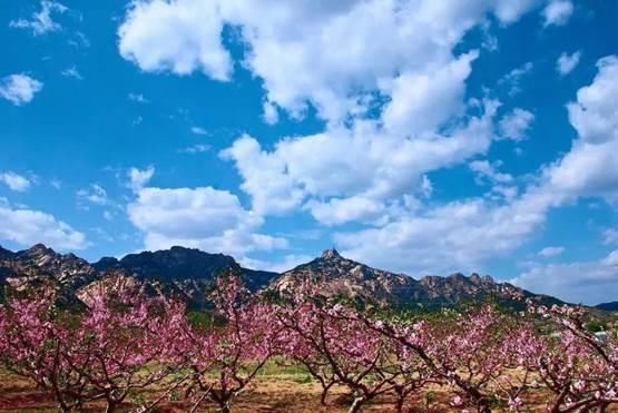 清明踏青赏花何处去？这份赏花地图请收好！