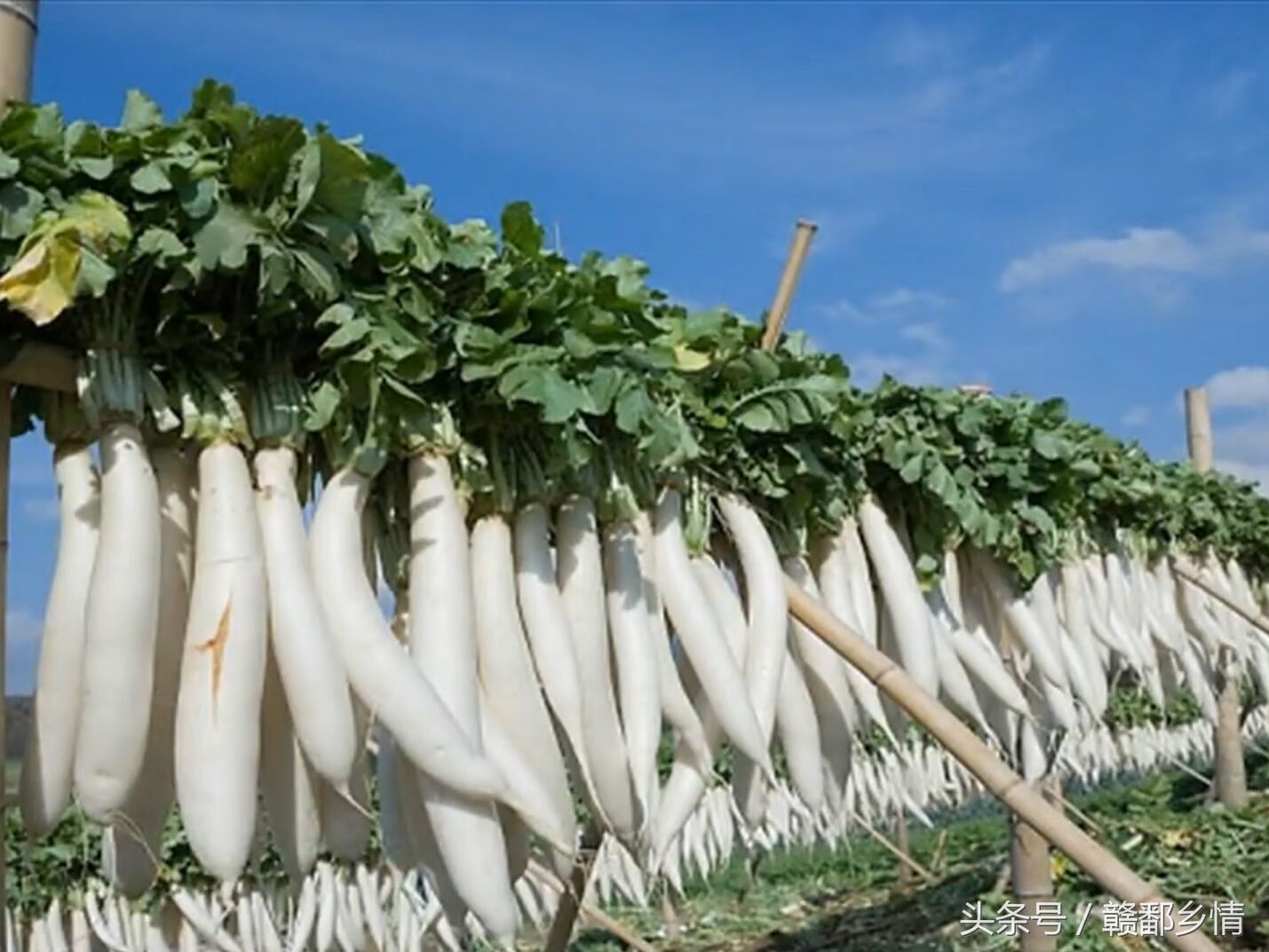 菜农的大棚内风景胜过旅游区，最后一张图的果实真的没几个人认识