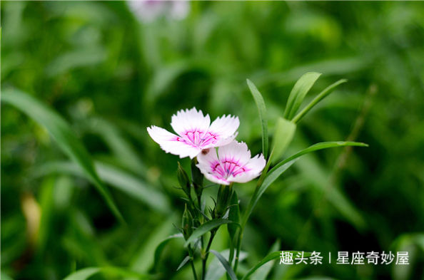 5月末福星当空,伯乐相中,事业喜迎高峰,财运灿烂如虹的生肖 澳门永利国际平台