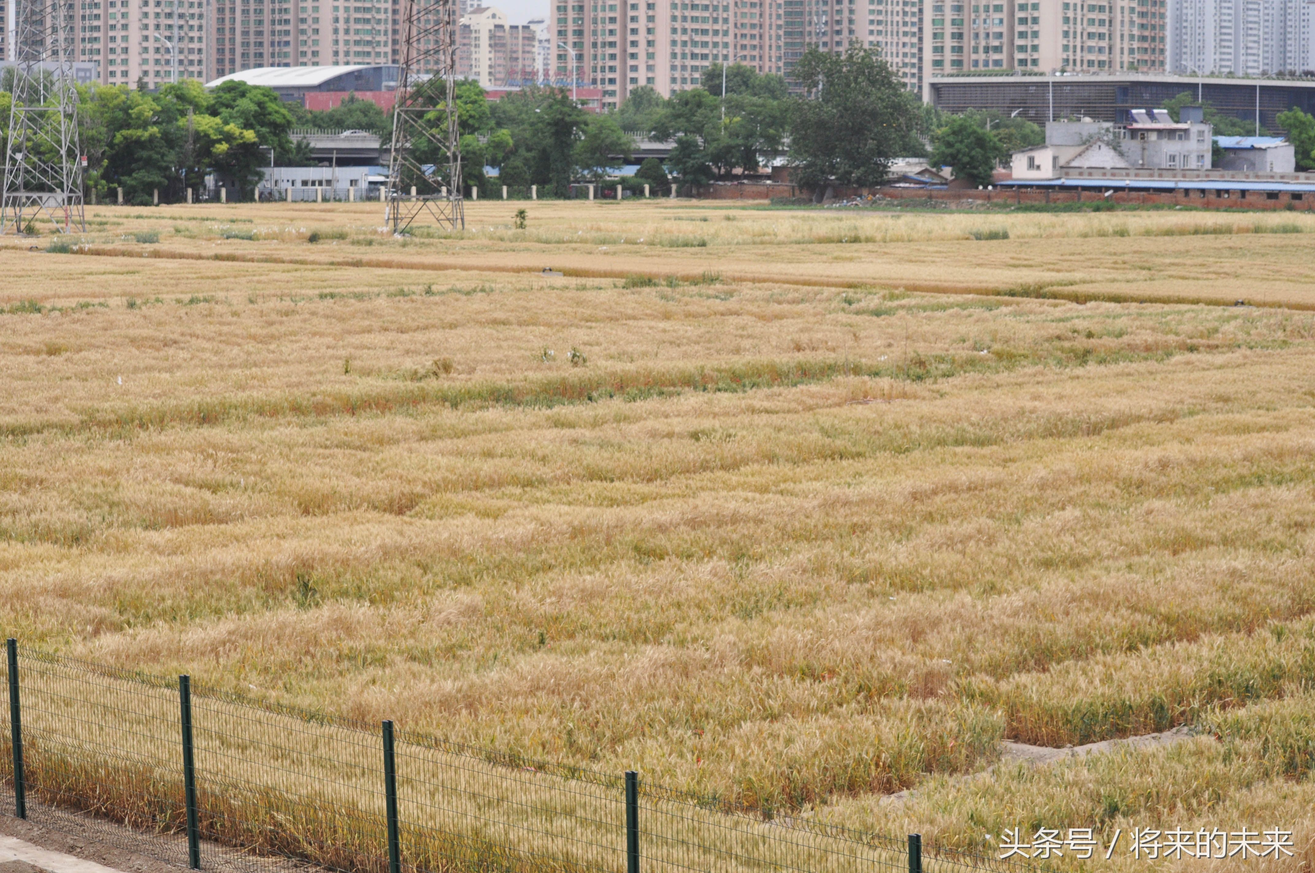 北京市区“唯一”麦田，价值几百亿，网友:这小麦得比金条贵