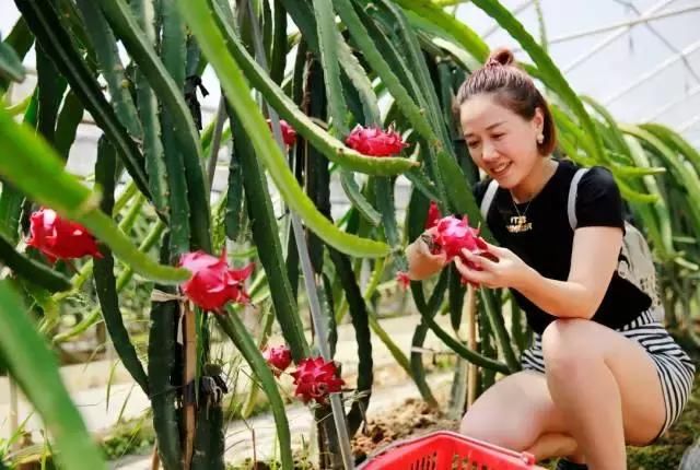 快收藏！长沙县周边水果采摘地图出炉，让你甜蜜一夏~