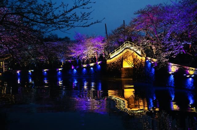 太湖鼋头渚夜赏樱花游园会:一场视觉与听觉的“饕餮盛宴”